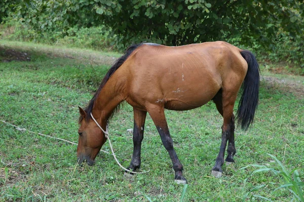 Porträtt av brun hästbete på en äng. Hästen i koppel äter gräs närbild. Ensamstående brun lokal bergshäst bunden med trädstam äta grönt gräs utomhus . — Stockfoto