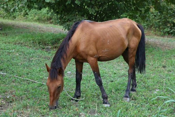 Portrait of brown horse grazing in a meadow . horse on a leash eating grass closeup . Single brown local mountain horse tied up with tree trunk eating green grass outdoors . — Stock Photo, Image