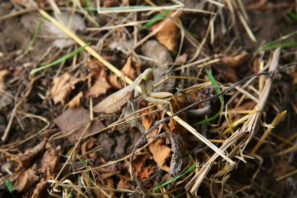 Europese bidsprinkhaan religiosa zittend op gras. European Mantis klampt zich vast aan een grasspriet. De groene sprinkhaan kijkt naar de camera. — Stockfoto