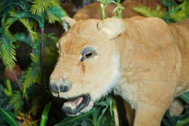 Statue lion . Life size replica model . The lion is in an artificial green forest at night . Brown Lion Animal Figure Statue .