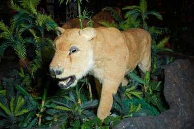 Statue lion . Life size replica model . The lion is in an artifi