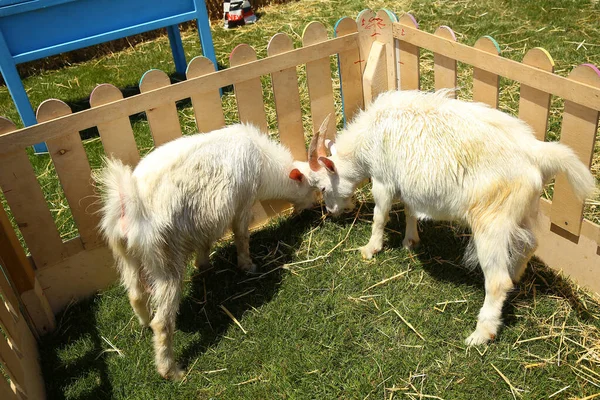 Cabras brancas em prado holandês gramado verde atrás de cerca de madeira nas terras baixas. Uma fotografia de uma cabra branca numa gaiola  . — Fotografia de Stock