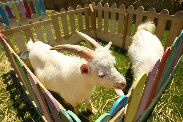 Hollanda 'daki ahşap çitlerin arkasındaki yeşil çimenli çayırdaki beyaz keçiler. Kafesteki beyaz bir keçinin fotoğrafı. . — Stok fotoğraf