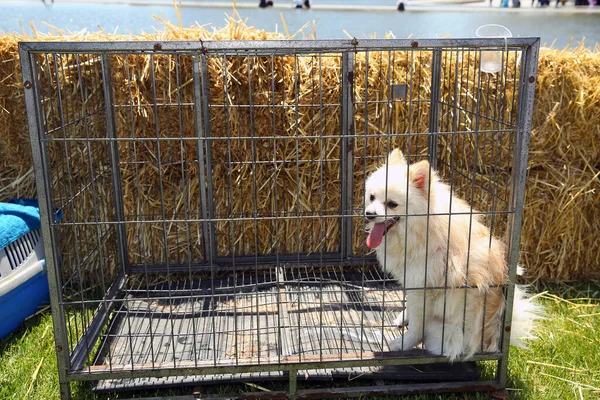 Streunende Welpen in einem Käfig. Hundeheim. Das Tier sitzt hinter Gittern. Obdachlose Welpen. die weißen Hundemäuler durch die Hitze. Weiße Hunde hinter Gittern eines Tierheims . — Stockfoto