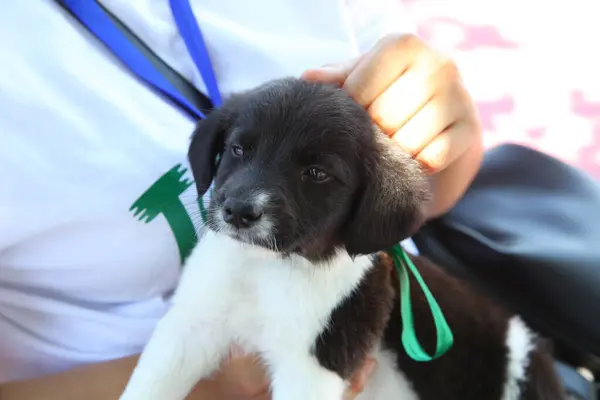 Stile di vita photo.pretty giovane donna sorridente che tiene il suo cagnolino. Un piccolo cane bianco e nero lo tiene in grembo. Il cane è seduto nelle mani dei proprietari sentirsi felici e guardarsi intorno . — Foto Stock