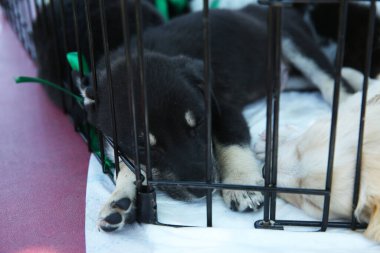 Köpek su içer. Kafeste başıboş köpek yavruları. Köpek barınağı. Hayvan parmaklıkların arkasında. Evsiz yavrular. Barınağın arkasında küçük siyah, kahverengi ve beyaz köpekler. Köpekler uyur.