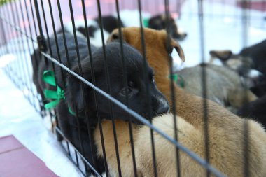 Köpek su içer. Kafeste başıboş köpek yavruları. Köpek barınağı. Hayvan parmaklıkların arkasında. Evsiz yavrular. Barınağın arkasında küçük siyah, kahverengi ve beyaz köpekler .