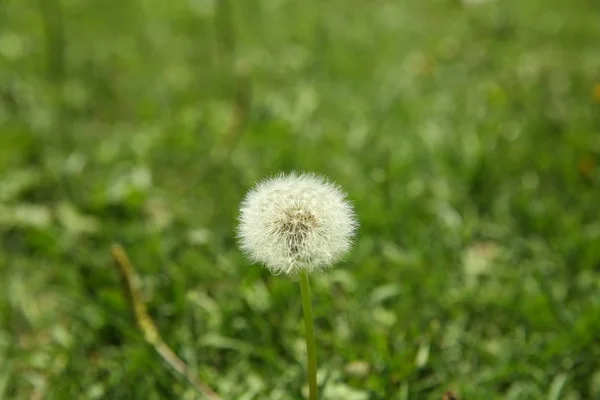 Dandelion fluff on green grass background. Dandelion on a background of green grass. Beautiful blurred bokeh . Close-up view of dandelion on grass with place for the text . — Stock Photo, Image