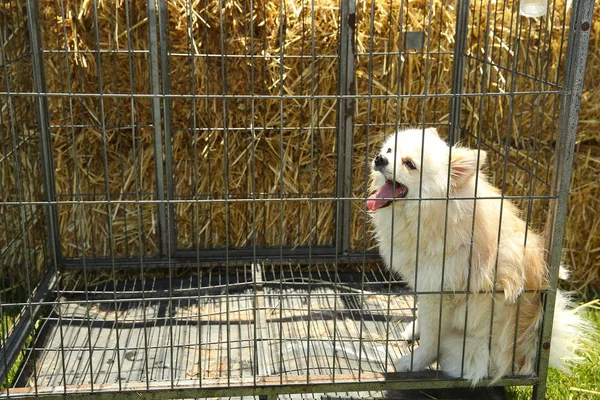 Stray puppies in a cage. Dog shelter. The animal is behind bars. Homeless puppies. The white dog mouths through the heat . White Dogs behind bars of a shelter .