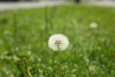 Yeşil çimen arka planında karahindiba tüyü. Yeşil çimenlerin üzerinde karahindiba. Güzel bulanık bokeh. Çimlerin üzerindeki karahindibanın metin için yeri olan yakın görüntüsü .