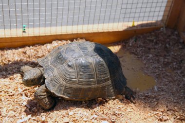 A turtle sitting in a dirty cage outside a visitors center . Feeding amphibian animal. Old turtles crawling in the cage .