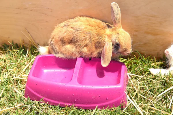 Des petits lapins rassemblés dans le coin de la cage en bois. Poussins lapin jaune fond vert en cage en bois . — Photo