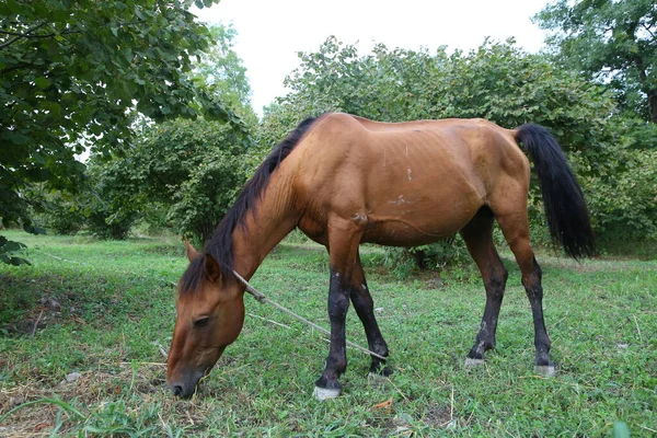 Porträtt av brun hästbete på en äng. Hästen i koppel äter gräs närbild. Ensamstående brun lokal bergshäst bunden med trädstam äta grönt gräs utomhus . — Stockfoto