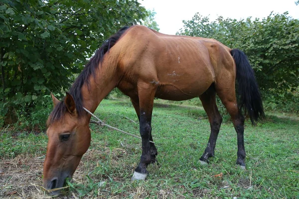 棕色的马在草地上吃草的肖像。 用皮带牵着马吃草特写。 单匹棕色本地山地马，与树干相连，在户外吃绿草 . — 图库照片