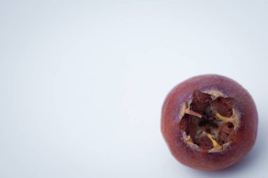 Medlar fruit mespilus germanica . Watercolor hand drawn ripened fruit medlar Mespilus germanica, known as the medlar or common medlar isolated on a white background.