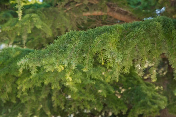 Зеленые Колючие Ветви Мехового Дерева Булавки Зеленое Сосновое Дерево Листья — стоковое фото