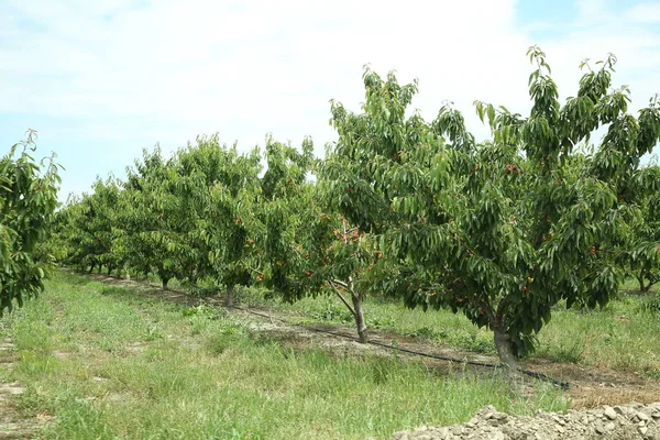 Racimo Cerezas Maduras Sobre Cerezos Longan Árboles Jardín Con Fondo — Foto de Stock