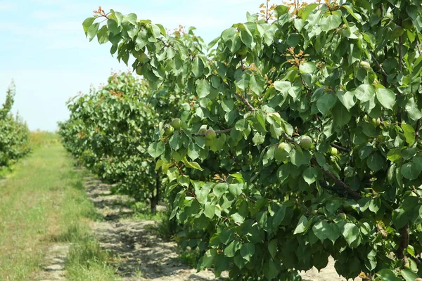 分枝具小不成熟的桃子 夏初的桃园 未成熟的桃 — 图库照片