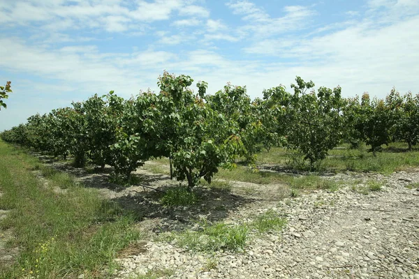 Peach tree, branch with small immature peaches . Peach farm in early summer . Unripe peach