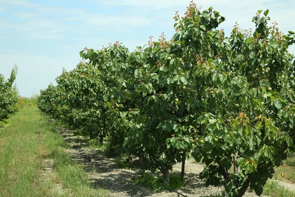 分枝具小不成熟的桃子 夏初的桃园 未成熟的桃 — 图库照片