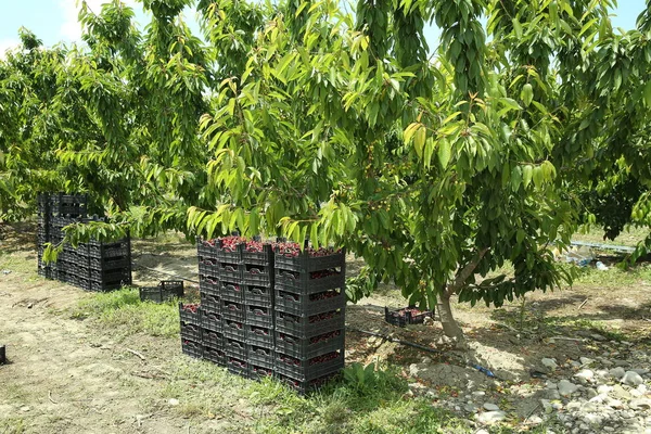 Recogiendo Cerezas Huerto Cajas Cerezas Recién Recogidas Lapins Huerto Industrial — Foto de Stock