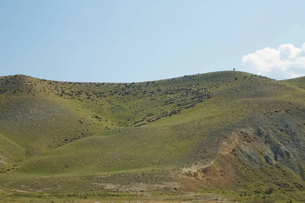 Baharda Dağdaki Yeşillik Otlaklarda Koyun Sürüsü Dağlarda Koyun Sürüsü Xizi — Stok fotoğraf