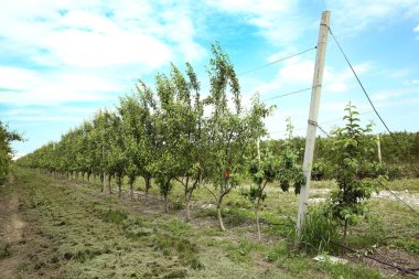 Yapraklı taze üzümler. Meyve. Yaz başında üzüm bağları. İlkbaharda üzüm fidanlığı. Dedikodu. Tarım. Yapraklı taze üzümler. Meyve. Üzüm bağı tarım çayırı.