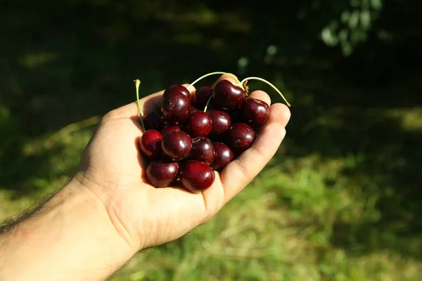 Cerise Fraîche Dans Les Mains Homme High Angle Vue Jeune — Photo