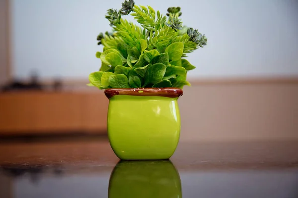 Green Pot Small Tree Used Home Decoration Small Plastic Potted — Stock Photo, Image