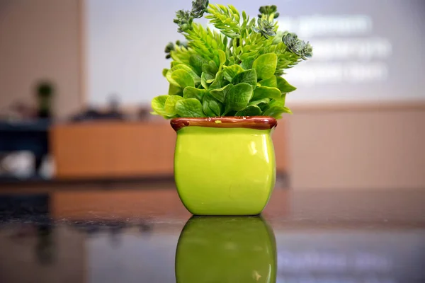 Eine kleine Plastik-Topfpflanze im grünen Tontopf auf einem Holztisch. Grüner Topf mit kleinem Baum Für die Dekoration zu Hause verwendet . — Stockfoto