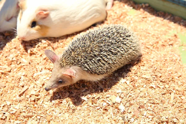 Ouriço Afiado Preso Numa Gaiola Ouriço Europeu Capturado Numa Armadilha — Fotografia de Stock