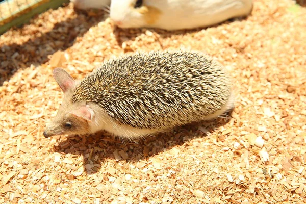 Ouriço Afiado Preso Numa Gaiola Ouriço Europeu Capturado Numa Armadilha — Fotografia de Stock