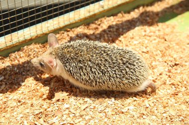 Keskinleştirilmiş kirpi kafese sıkışmış. Avrupalı kirpi, fare gibi bir kemirgene yönelik bir tuzağa yakalandı..