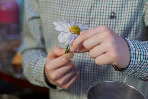 Men\'s hands tearing petals with chamomile . Guessing on a camomile .He Loves Me, He Loves Me Not . Daisy flower in a child hand . Close up woman hand tears off petals of daisy flower.