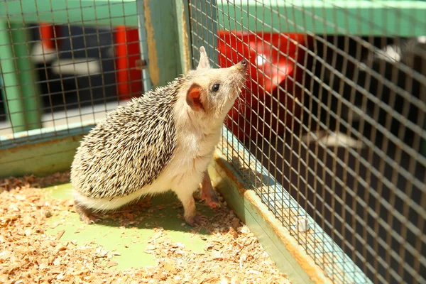 Ouriço Afiado Preso Numa Gaiola Ouriço Europeu Capturado Numa Armadilha — Fotografia de Stock