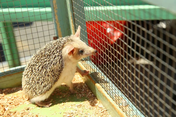 Ouriço Afiado Preso Numa Gaiola Ouriço Europeu Capturado Numa Armadilha — Fotografia de Stock