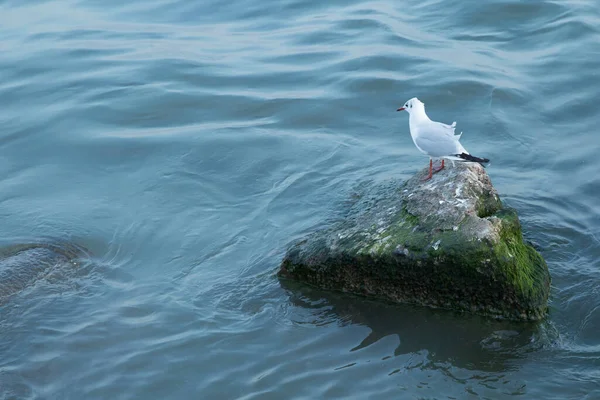 Γλάρος Που Κοιτάζει Προς Θάλασσα Γλάρος Βράχο Κοντά Στη Θάλασσα — Φωτογραφία Αρχείου