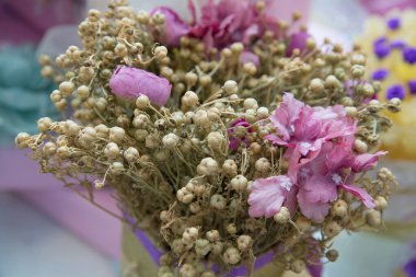 Kurutulmuş Peganum harmalası evlerde ya da araçlarda asılıdır. Peganum harmala bitkisi, şifalı bitkiler, bitkiler, tıbbi bitkiler. Kurutulmuş Harmal sergileniyor. pembe çiçekler