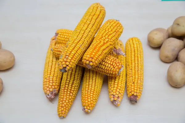 Corn Image Dried Yellow Tones Dry Corn White Background — Stock Photo, Image