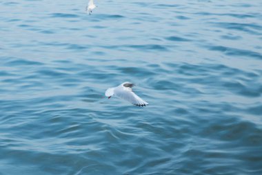 Arka planı deniz olan tek bir martı. Martılar denizin üzerinde uçuyor, gökyüzü mavi ve bulutsuz. .