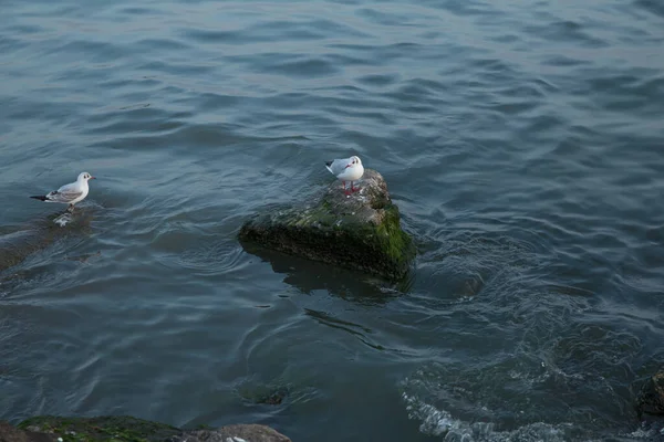 海を見渡すカモメ 自然の中で海の近くの岩の上のカモメ カモメは岩の多いマウンドに立っている 太平洋岸のカモメ — ストック写真