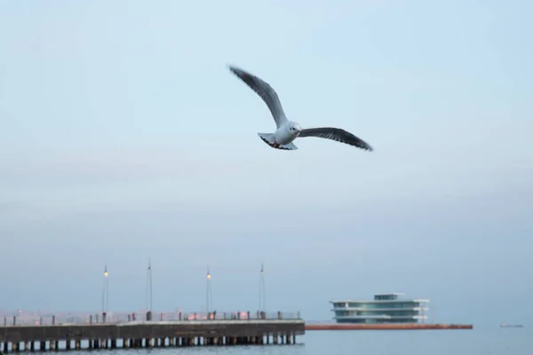 Одинокая Чайка Летит Морем Качестве Фона Чайки Летают Над Морем — стоковое фото