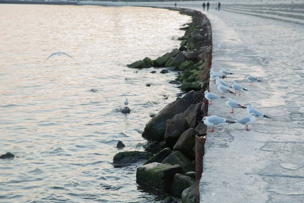 Ένα Σμήνος Από Γλάρους Που Στέκονται Κοντά Στη Θάλασσα Ένα — Φωτογραφία Αρχείου