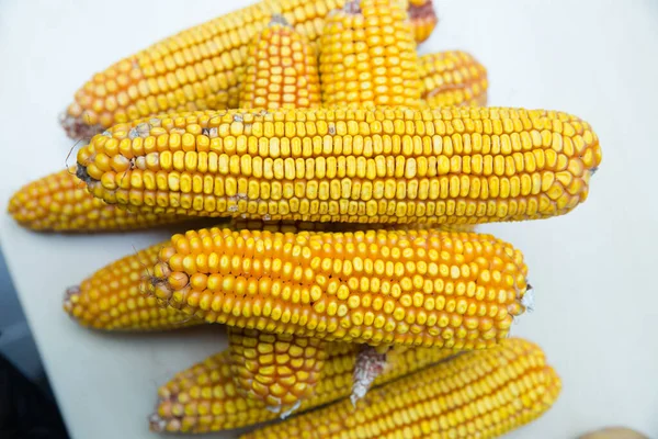 Corn Image Dried Yellow Tones Dry Corn White Background — Stock Photo, Image