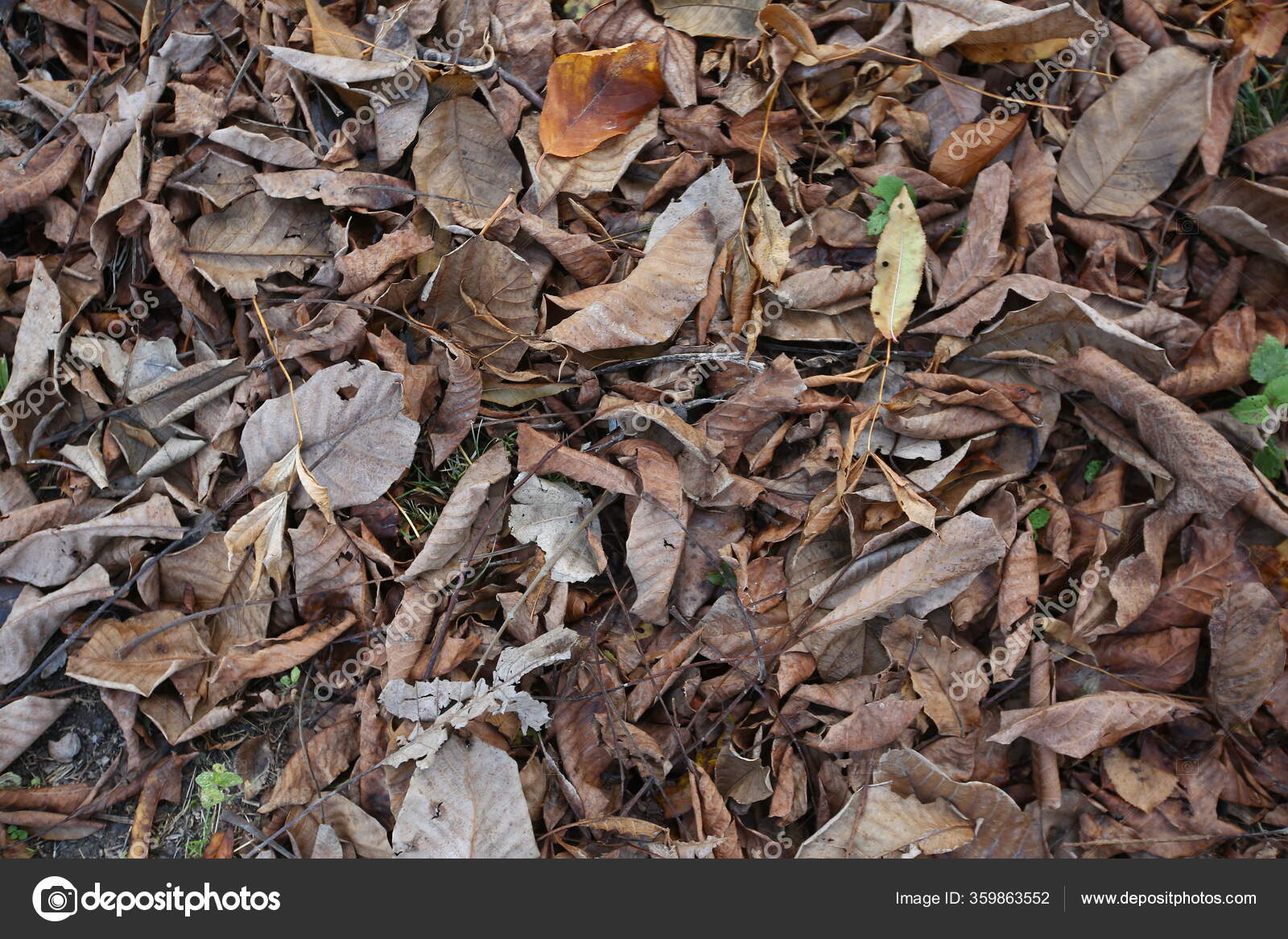 黄色的叶子在地板上森林地面上五彩缤纷的秋叶背景秋叶摘要秋天适宜作背景草地上的秋叶 图库照片 C Fotoqraf Tk Mail Ru