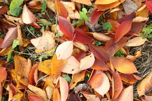 바닥에 나뭇잎 있습니다 바닥에는 잎들이 추상적 가을에 배경으로 적합하다 초원에 — 스톡 사진