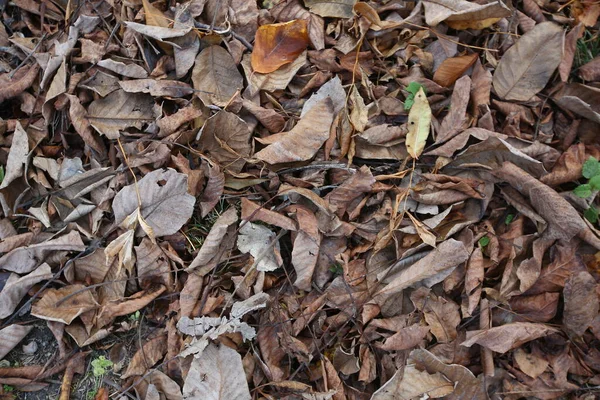 Gele Bladeren Vloer Achtergrond Van Kleurrijke Herfstbladeren Bosbodem Abstracte Herfstbladeren — Stockfoto