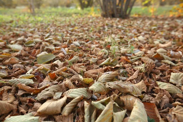 Gelbe Blätter Auf Dem Boden Hintergrund Der Bunten Herbstblätter Auf — Stockfoto
