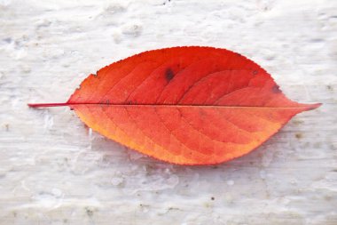 Kırmızı renkli kiraz yaprakları ve turuncu beyaz arka plan. Sonbahar yapraklarının dalları kiraz eriklerini beyaz arka planda izole eder. Stüdyo çekimi. Kiraz yapraklarının parlak kırmızı yaprakları