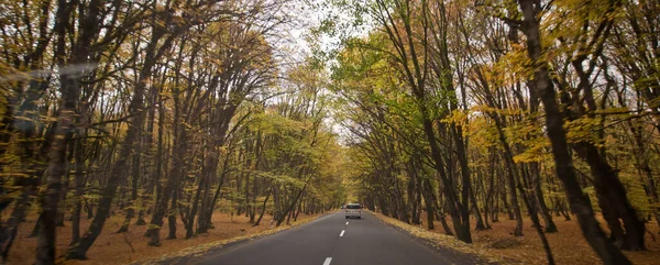 Vista Della Strada Con Querce Vicolo Autunno Paesaggio Autunnale Con — Foto Stock